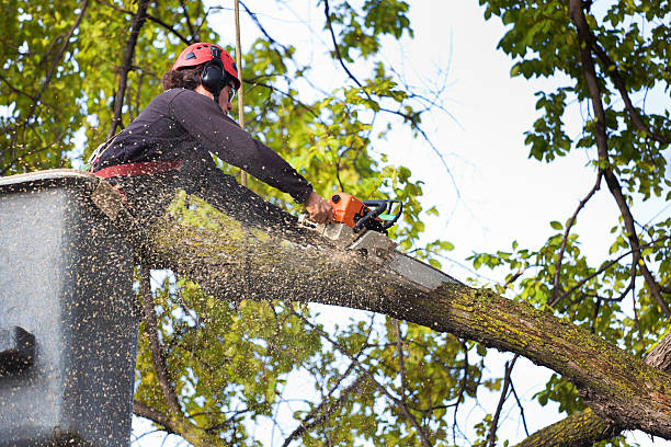 Best Tree Trimming Near Me  in Shippensburg, PA